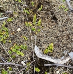 Lindsaea linearis at Barrington Tops National Park - 18 Dec 2023 01:13 PM