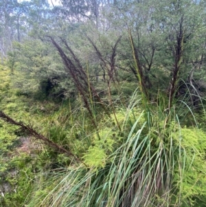 Gahnia sieberiana at Barrington Tops National Park - suppressed