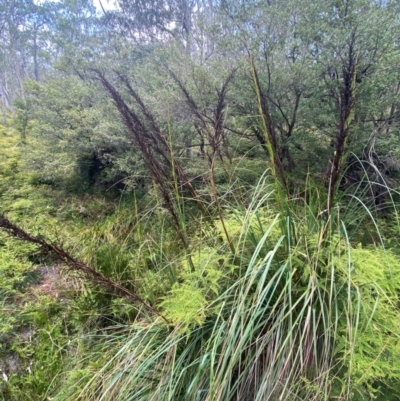 Gahnia sieberiana (Red-fruit Saw-sedge) at Gloucester Tops, NSW - 18 Dec 2023 by Tapirlord