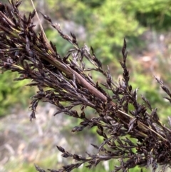 Gahnia sieberiana at Barrington Tops National Park - suppressed