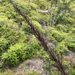 Gahnia sieberiana at Barrington Tops National Park - suppressed