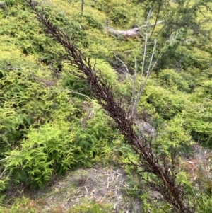 Gahnia sieberiana at Barrington Tops National Park - 18 Dec 2023