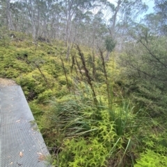 Gahnia sieberiana at Barrington Tops National Park - suppressed