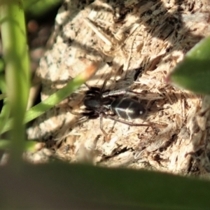 Poecilipta sp. (genus) at Mount Painter - 16 Apr 2021