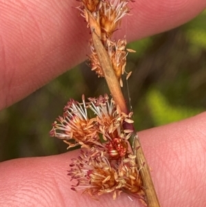 Baloskion stenocoleum at Barrington Tops National Park - 18 Dec 2023 01:08 PM