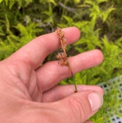 Baloskion stenocoleum at Barrington Tops National Park - 18 Dec 2023 01:08 PM