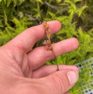 Baloskion stenocoleum at Barrington Tops National Park - 18 Dec 2023 01:08 PM