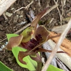 Chiloglottis pluricallata (Clustered Bird Orchid) at Barrington Tops National Park - 18 Dec 2023 by Tapirlord