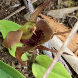 Chiloglottis pluricallata at Barrington Tops National Park - 18 Dec 2023