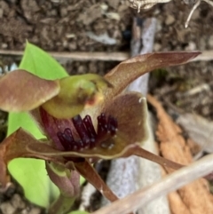 Chiloglottis pluricallata at Barrington Tops National Park - 18 Dec 2023