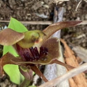 Chiloglottis pluricallata at Barrington Tops National Park - suppressed