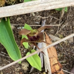 Chiloglottis pluricallata at Barrington Tops National Park - 18 Dec 2023