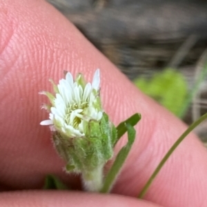 Pappochroma bellidioides at Barrington Tops National Park - 18 Dec 2023