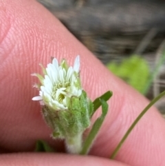 Pappochroma bellidioides (Daisy Fleabane) at Gloucester Tops, NSW - 18 Dec 2023 by Tapirlord