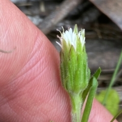 Pappochroma bellidioides at Barrington Tops National Park - 18 Dec 2023 01:03 PM