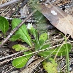 Pappochroma bellidioides at Barrington Tops National Park - 18 Dec 2023