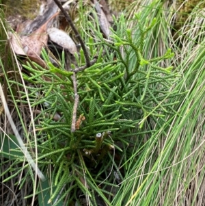 Pseudolycopodium densum at Barrington Tops National Park - 18 Dec 2023