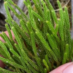 Pseudolycopodium densum at Barrington Tops National Park - suppressed