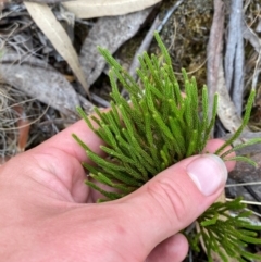 Pseudolycopodium densum at Barrington Tops National Park - 18 Dec 2023