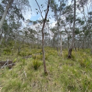Eucalyptus pauciflora subsp. pauciflora at Barrington Tops National Park - 18 Dec 2023 01:00 PM