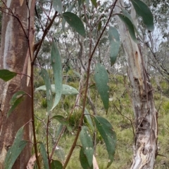 Eucalyptus pauciflora subsp. pauciflora at Barrington Tops National Park - 18 Dec 2023 01:00 PM