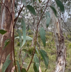 Eucalyptus pauciflora subsp. pauciflora at Barrington Tops National Park - 18 Dec 2023