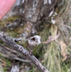 Eucalyptus pauciflora subsp. pauciflora at Barrington Tops National Park - 18 Dec 2023 01:00 PM