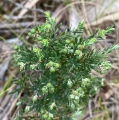 Acrothamnus hookeri (Mountain Beard Heath) at Barrington Tops National Park - 18 Dec 2023 by Tapirlord