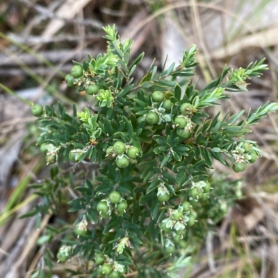 Acrothamnus hookeri (Mountain Beard Heath) at Barrington Tops National Park - 18 Dec 2023 by Tapirlord