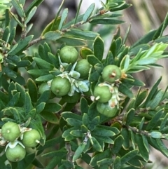 Acrothamnus hookeri at Barrington Tops National Park - 18 Dec 2023