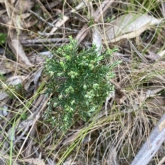 Acrothamnus hookeri at Barrington Tops National Park - 18 Dec 2023 12:53 PM