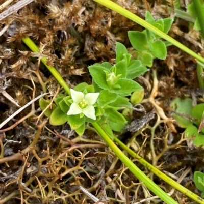 Mitrasacme serpyllifolia (Thyme Mitrewort) at Gloucester Tops, NSW - 18 Dec 2023 by Tapirlord