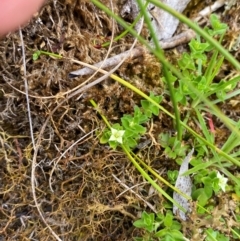 Mitrasacme serpyllifolia at Barrington Tops National Park - 18 Dec 2023 12:51 PM