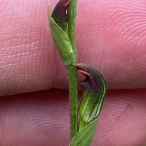 Pterostylis oresbia at Barrington Tops National Park - 18 Dec 2023