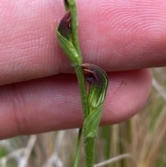 Pterostylis oresbia at Barrington Tops National Park - suppressed