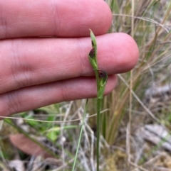 Pterostylis oresbia at Barrington Tops National Park - 18 Dec 2023