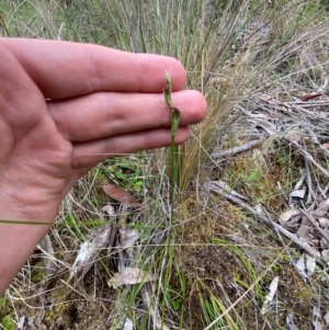 Pterostylis oresbia at Barrington Tops National Park - 18 Dec 2023