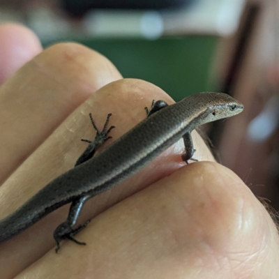 Lampropholis delicata (Delicate Skink) at Lions Youth Haven - Westwood Farm - 21 Jan 2024 by HelenCross