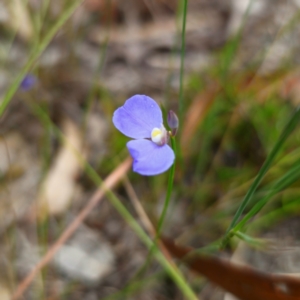 Comesperma defoliatum at Tallong, NSW - 31 Jan 2024 04:11 PM