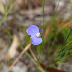 Comesperma defoliatum at Tallong, NSW - 31 Jan 2024