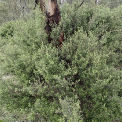 Pomaderris angustifolia (Pomaderris) at Urambi Hills - 16 Jan 2024 by HelenCross