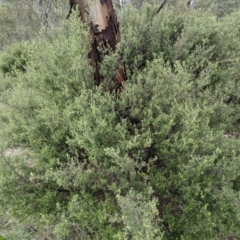 Pomaderris angustifolia (Pomaderris) at Urambi Hills - 16 Jan 2024 by HelenCross