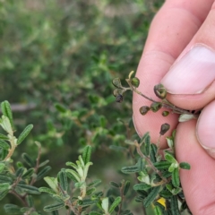 Pomaderris angustifolia at Urambi Hills - 16 Jan 2024