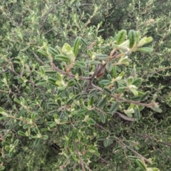 Pomaderris angustifolia at Urambi Hills - 16 Jan 2024