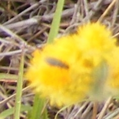 Dasytinae (subfamily) at Mugga Mugga Grassland (MMW) - 31 Jan 2024