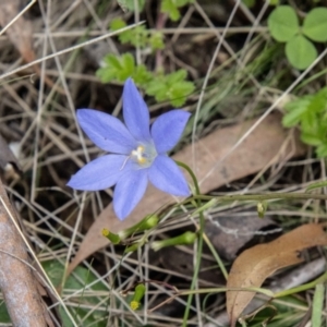 Wahlenbergia planiflora subsp. planiflora at Namadgi National Park - 24 Jan 2024