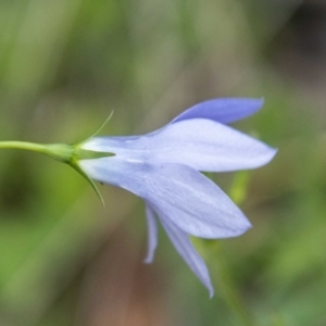 Wahlenbergia planiflora subsp. planiflora at Namadgi National Park - 24 Jan 2024