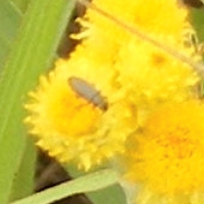 Diptera (order) (Fly - Unidentified) at Mugga Mugga Grassland (MMW) - 31 Jan 2024 by MichaelMulvaney