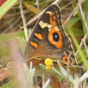 Junonia villida at Mugga Mugga Grassland (MMW) - 31 Jan 2024