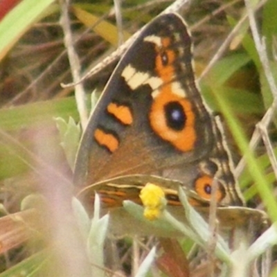 Junonia villida (Meadow Argus) at Mugga Mugga Grassland (MMW) - 31 Jan 2024 by MichaelMulvaney